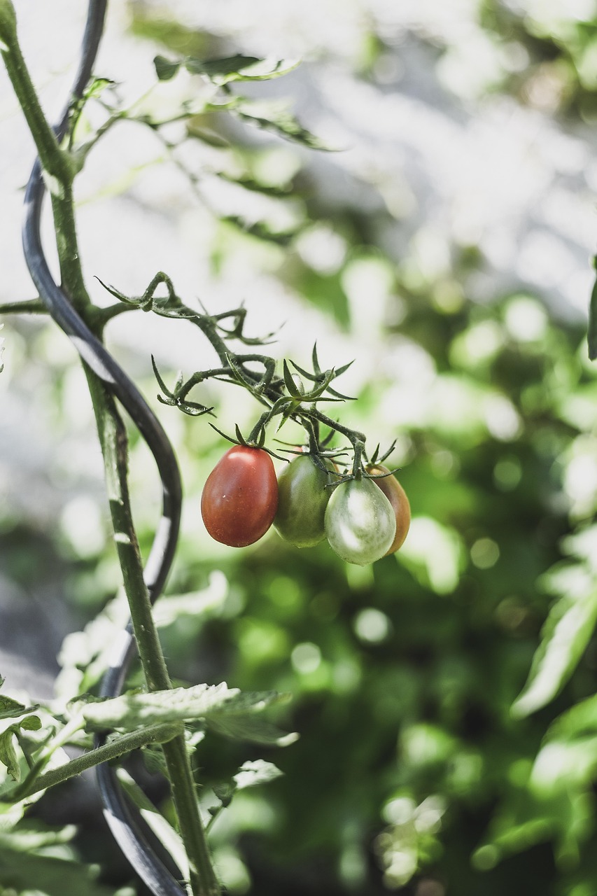 tomatoes, shrub, plant, vegetables, food, nightshade plant, green, fresh, ripe, cultivation, nature, healthy, garden, bush tomato, vitamins, nourishment, tomato panicle, agriculture, meal, immature, vegetarian, bio, summer, self-catering, self-supply